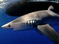 Blue & Mako Shark Dive